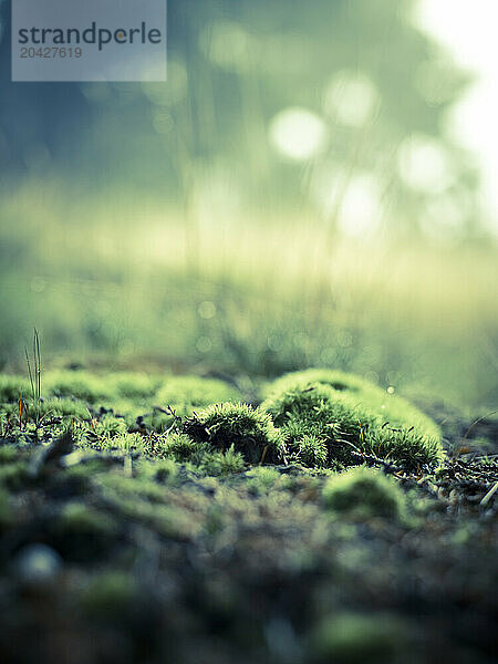 treasures on the forest floor