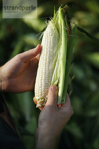 A man shucks sweet corn.