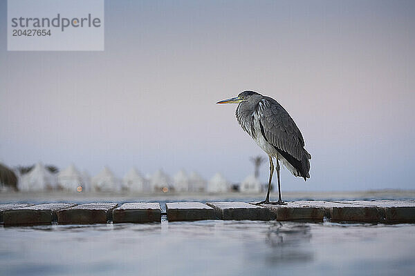 A gray bird walks along bricks on the water's surface in Marsa Alam  Egypt.