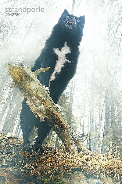 Hungarian shepherd dog standing on rotten tree with the sign of the cross on his chest