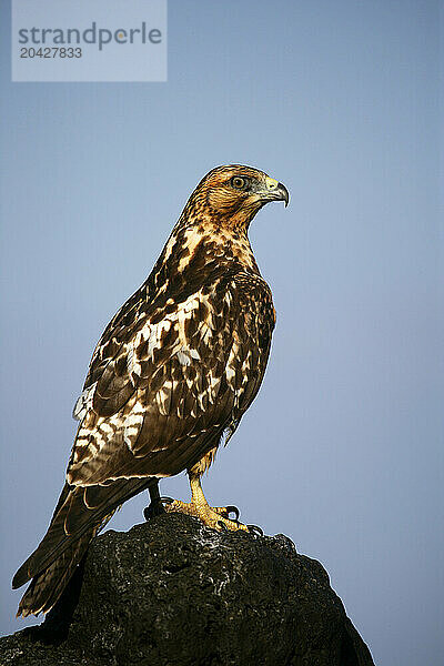 Gavilan de Galapagos  Buteo galapagoensis  Santa Fe island