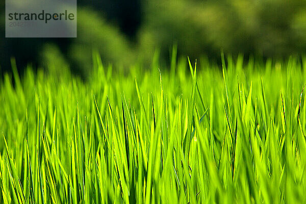 Rice field La Columna del Dragon- Guangxi- Pingan