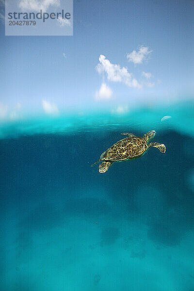 A split level view of a Sea Turtle swimming underwater near Lady Elliot Island in the Great Barrier Reef  Australia