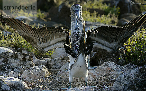 Blue-footed booby  Sula nebouxii  Santa Fe island