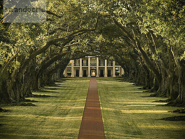 Oak lined pathway on a plantation