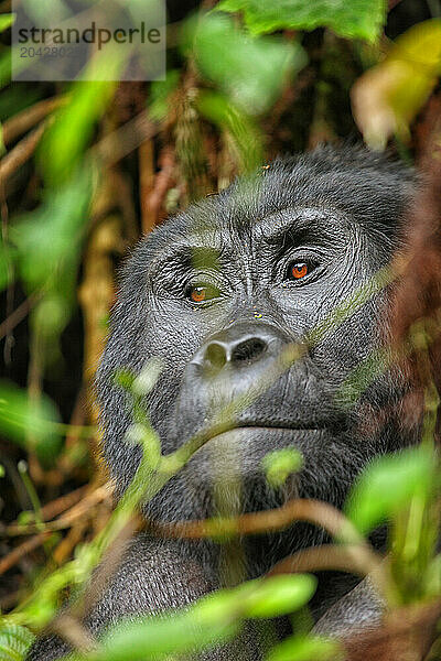 Bwindi Impenetrable National ParkMountain Gorilla -Gorilla beringei beringei-