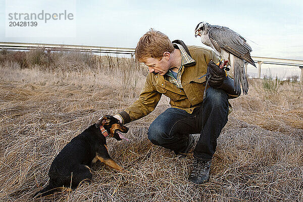 A falconer stops to pet his dog in a field at sunset with his goshawk after hunting.