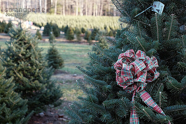 Christmas tree farm