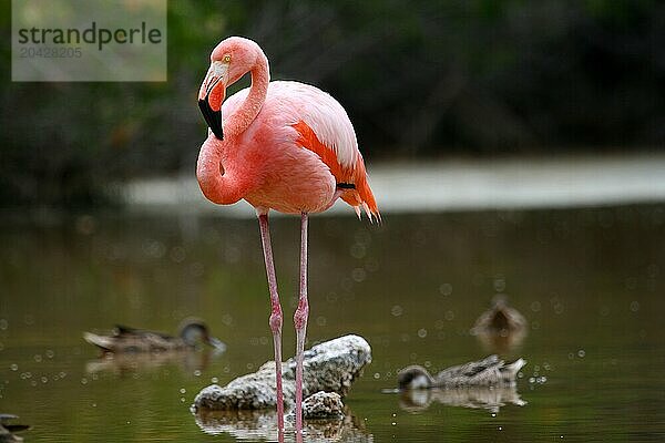 Flamenco  Phoenicopterus ruber  San Cristobal island