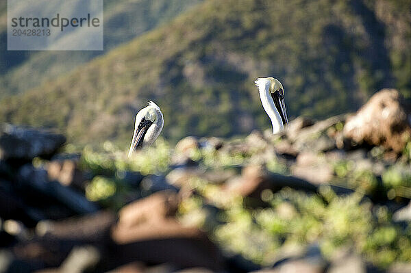 Two pelicans with just their heads showing on an island in the sea of Cortez Baja Mexico on 1/1/2010