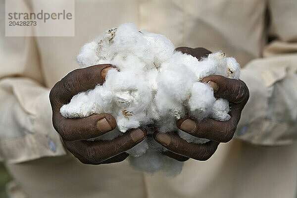 Hands of an Indian man holding raw cotton.