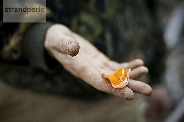 A young man holds out a Gymnopilus ventricosus mushroom in a forest.