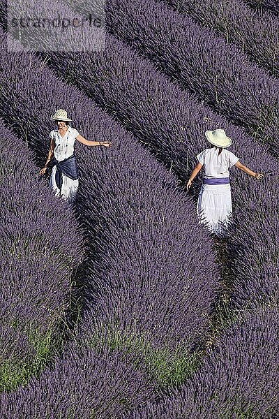 Lavender fields. Guadalajara  Spain.