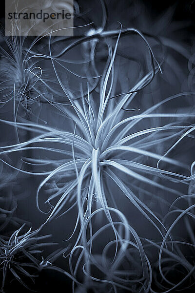 A closeup of an air plant.