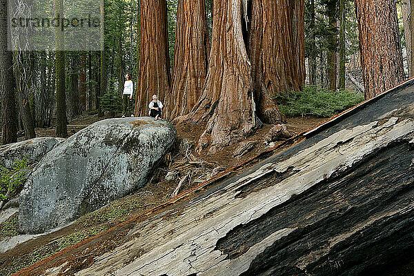 Two hiker on a rock amongst the sequoia tress in Sequoia National Park.