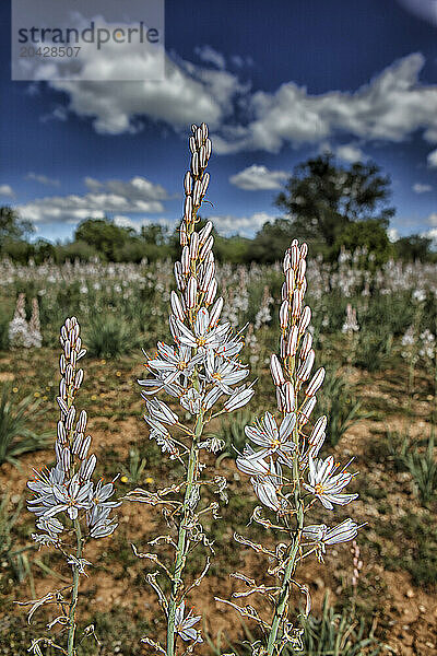 White Asphodel - Asphodelus albus Tall White Flower. Natural Park of the Serrania de Cuenca. Cuenca. Castilla la Mancha. Spain