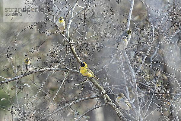 Birds perching on tree branches in Mlilwane Wildlife Sanctuary  Swaziland