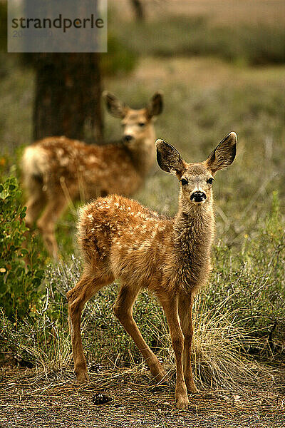 Venado Bura- small deer-Bryce Canyon National Park