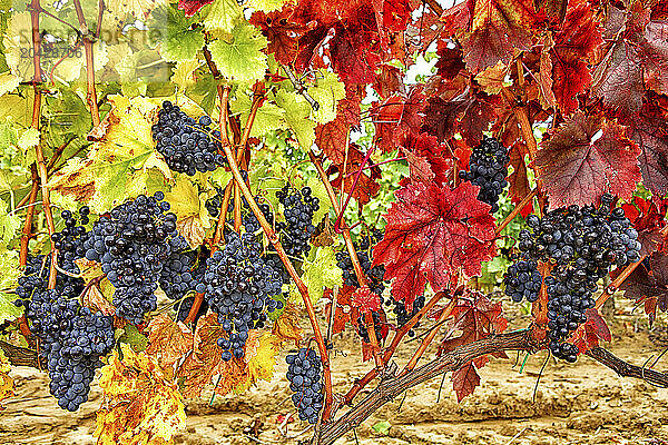 Landscape with vineyards at La Rioja (Spain)