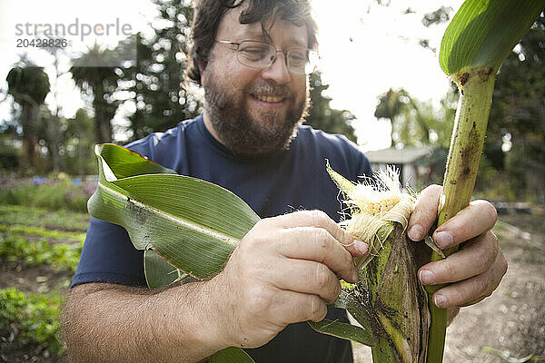 A man harvests corn for popcorn at Pie Ranch in Pescadaro  CA.