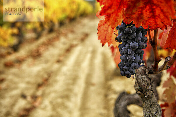 Landscape with vineyards at La Rioja (Spain)