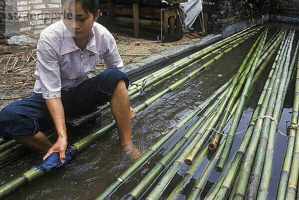 A young Chinese woman washes Tonkin Bamboo to prepare it for drying  Aozai  China.