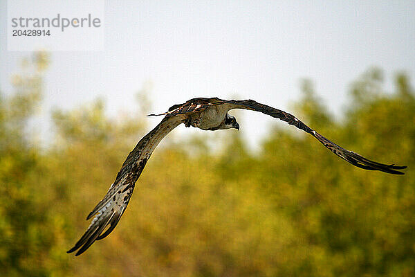 Osprey  Pandion haliaetus  Orango National Park  Bijagos Islands  Guinea Bissau