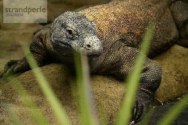 Komodo dragon in the Yaman Burung bird park Varanus komodoensis