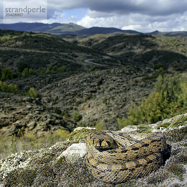 Ladder Snake (Elaphe scalaris) in Sierra Norte de Guadalajara. Castilla la Mancha. EspaÃ±a