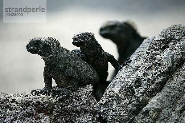 Iguana marina  Amblyrynchus cristatus  Isabela island