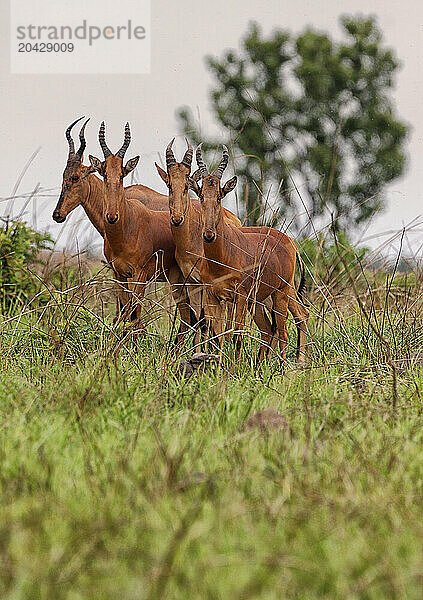 Bubal -Alcelaphus buselaphusDemocratic Republic of Congo Garamba National Park