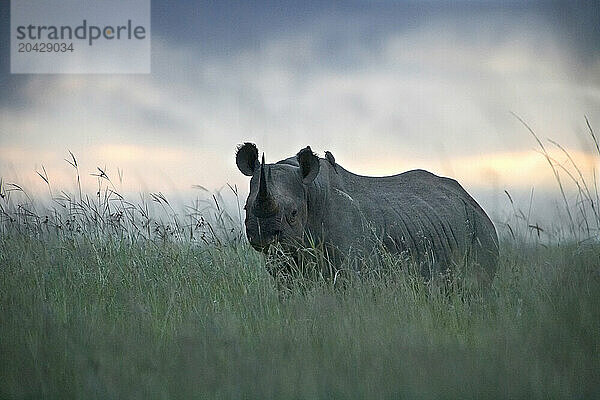 Black Rhinoceros  Diceros bicornis  in Narobi National Park early in the morning  Kenya