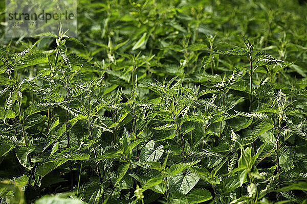 Stinging nettle  Urtica Dioica