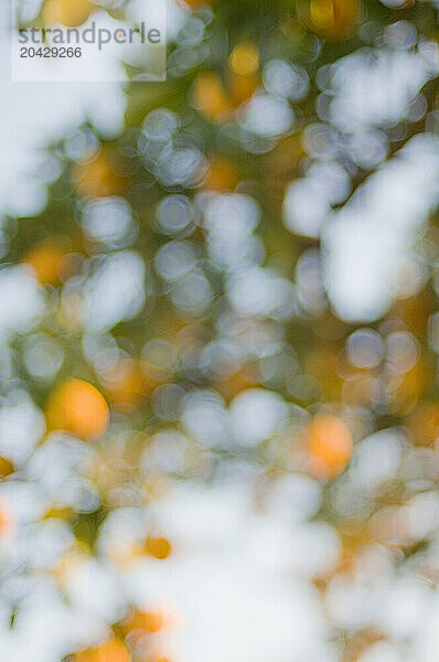 Abstract image of oranges on a tree