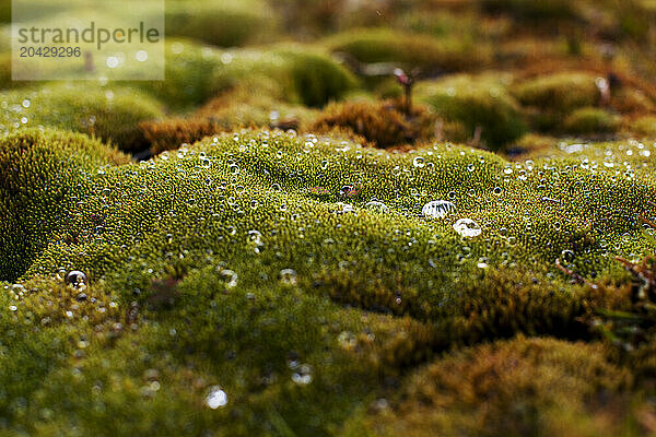 Water droplets rest on the moss at Fortuna Bay  South Georgia.