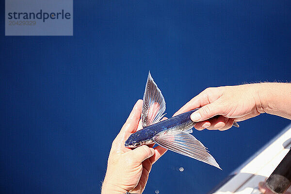 Hands holding a flying fish.