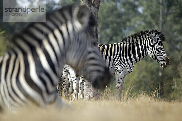 Burchell's zebras grazing in Mlilwane Wildlife Sanctuary savannah  Swaziland