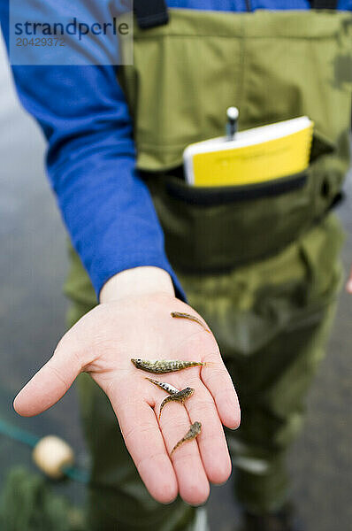 Salmon fry and small fish  Lake Aleknagik  Bristol Bay  Alaska  USA