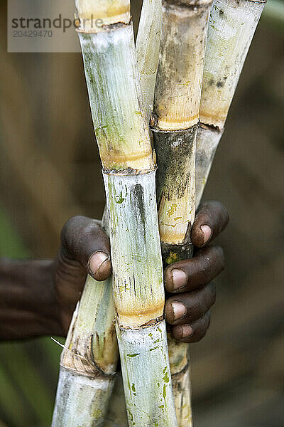 Hand holding sugarcane  Saccharum officinarum