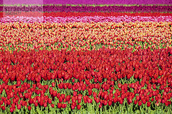 Colorful Tulip Fields In Early Spring