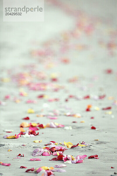 Flower petals on the beach