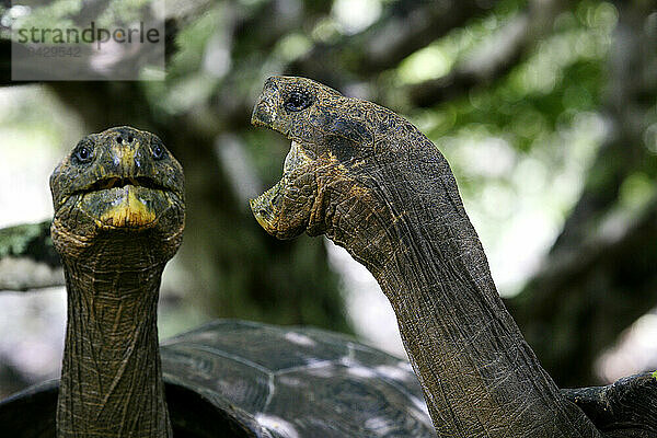 Galapaguera de Cerro Colorado  San Cristobal island