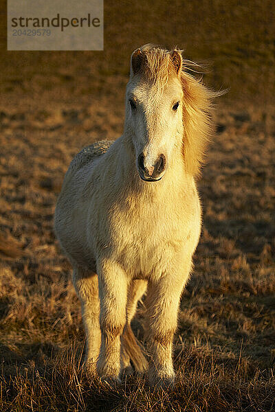 An Icelandic horse