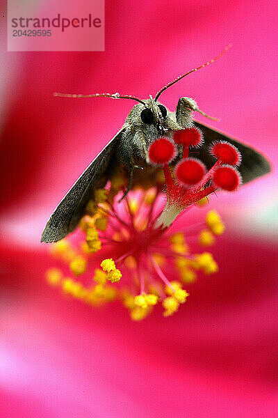 Butterfly  Orango National Park   Bijagos  Guinea Bissau. Lanzarote is the easternmost of the autonomous Canary Islands- in the Atlantic Ocean- approximately 125 km off the coast o