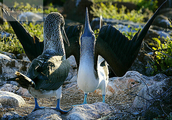 Blue-footed booby  Sula nebouxii  Seymour Island