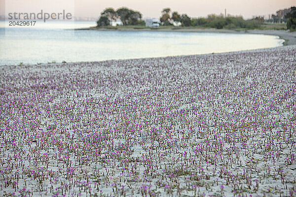 Purple wildflowers growing on coastal beach