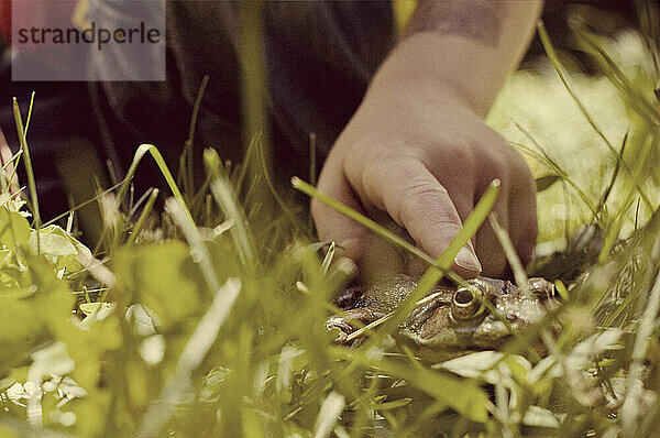 A young kid touches a frog.