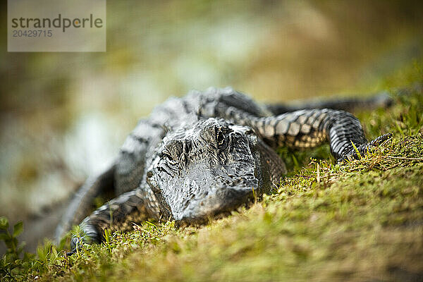 Alligator in the Everglades swamp