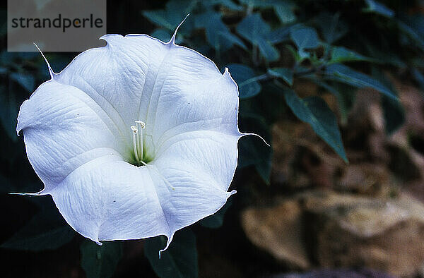 The pristine white bloom of a Sacred Datura (Datura Wrightli) are common in the Southwest and only bloom at night and shrivel on