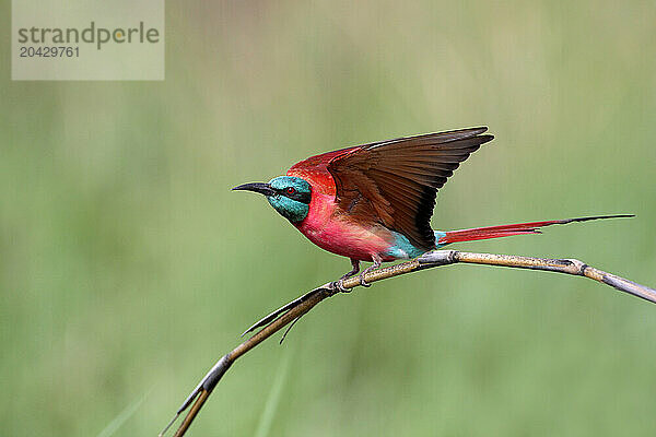 Bee eater -Mrops nubicus-Democratic Republic of Congo Garamba National Park